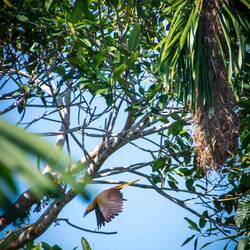 Oropendolas and nest