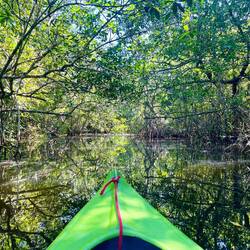 Die Fahrt durch den zauberhaften Mangrovenwald