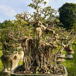 garden full of bonsais