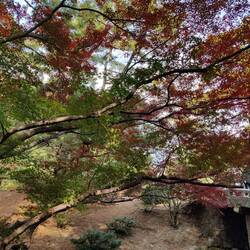 Een esdoorn die van binnen nog groen is, maar aan de toppen felrood
