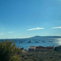 Austernzucht im Bassin de Thau