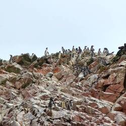 FindPenguins auf Isla Ballestas 🐧🤩