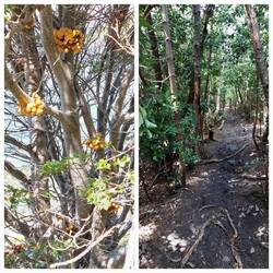 Fungal growths / The footpath