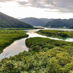 The mangrove forest from the observation deck on Amami Oshima