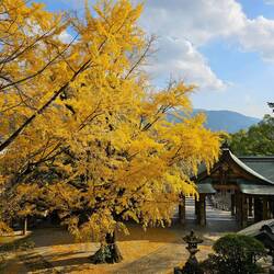 Ginkgo Baum am Warei Schrein