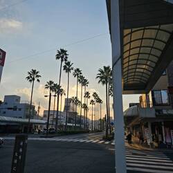Palmenpromenade. In der Gegend gibt es auch sehr viele Mandarinen Plantagen