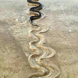 Eine Wasserschlange auf dem Weg ins Meer.