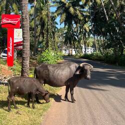 Wasserbüffel queren die Straße