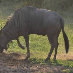 Hartebeest marking his territory