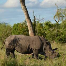 Big5 - #1: Rhino