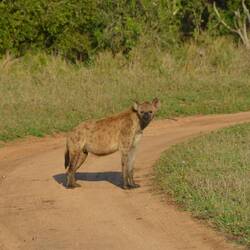 Spotted Hyaena