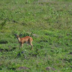 The very shy and little Suni