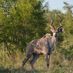 Kudu