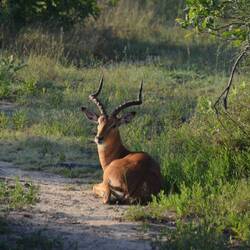 Red Hartebeest