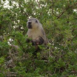 Vervet Monkey-Mama with Baby