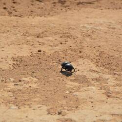 The flightless Dung-Beetle - the hero of the park
