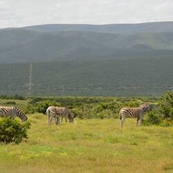 Zebras everywhere...