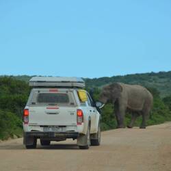 Elephants on the road