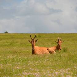 Red Hartebeest