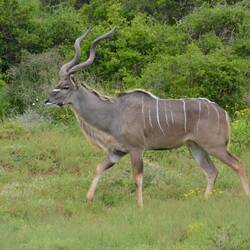 Kudu