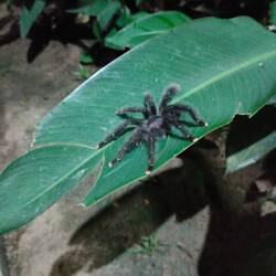 Other furry friends / Andere haarige Freunde