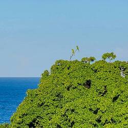 They are green parrots, but they wouldn't come any closer.