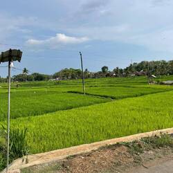 View at the rice field from the mini van