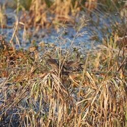 Starlings feeding