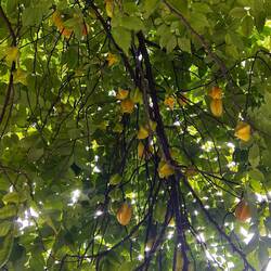 Star Fruit / Sternfruchtbaum