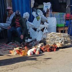 Guckt euch die armen Viecher an. Da kannst du dir aussuchen welches 🐔 du umbringen willst.