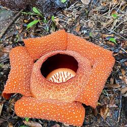 Rafflesia