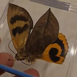 Interesting butterfly I found on the street