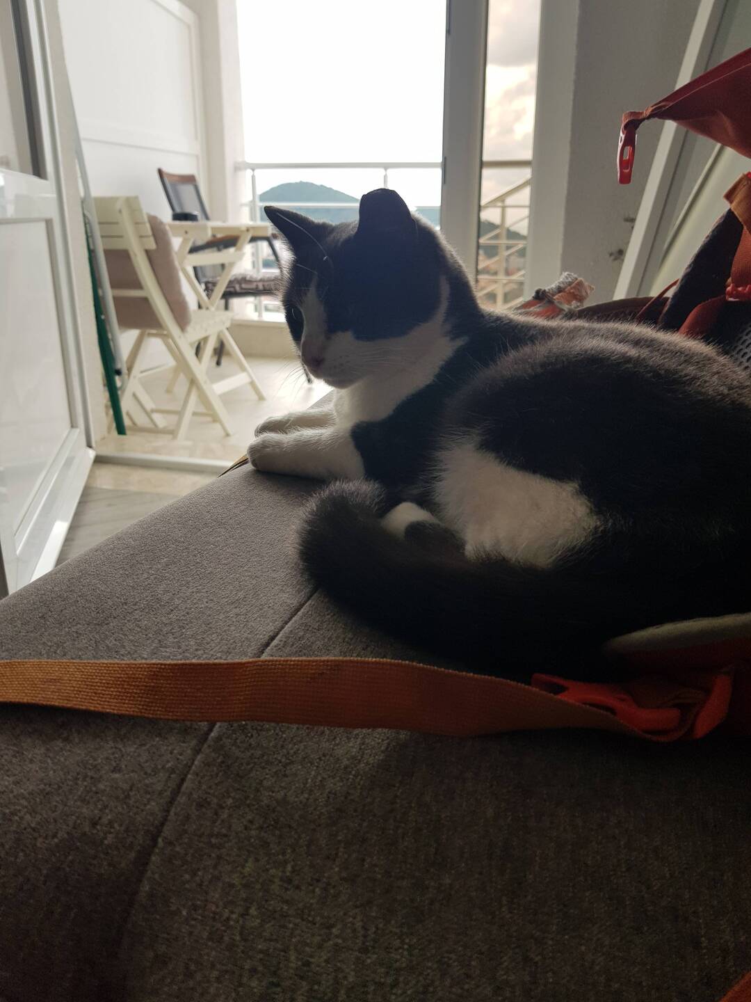 Unsere Hauskatze in Dubrovnic