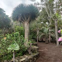 Das ist der größte Drago auf unserer Finca.