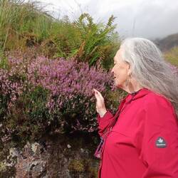 The BEAUTIFUL Heather of the Scottish highlands!