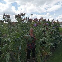 The REAL Scottish thistles, look how big they are!