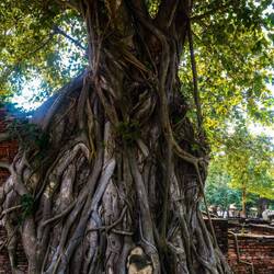 Buddhakopf in Baum