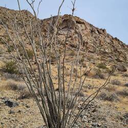 Ocotillo