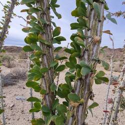 Blätter der Ocotillo