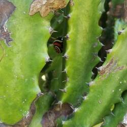 Autrefois chassés pour en faire des bijoux, ces 🐌 sont désormais protégés