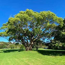 Weiß jemand, was das für ein Baum ist?