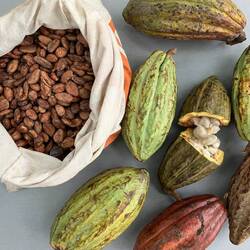 Fresh cocoa right, fermented and dried left
