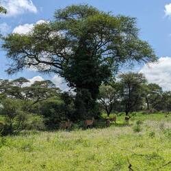 Sehr viele Baobab Bäume