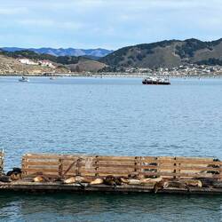 Sea Lion Dock
