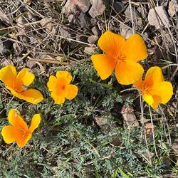 California poppies