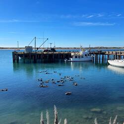 All those things in the water are sleeping otters!