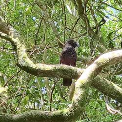 Kākā!