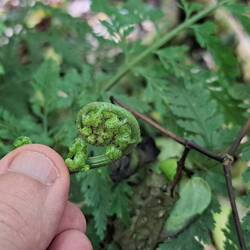 Felce di albero di Koru