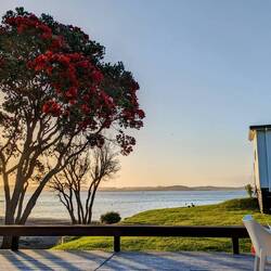 Pohutukawa sunset