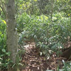 Ginger plants